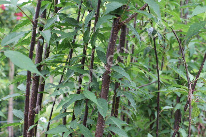 Višeň tibetská 'Branklyn' - Prunus serrula 'Branklyn'