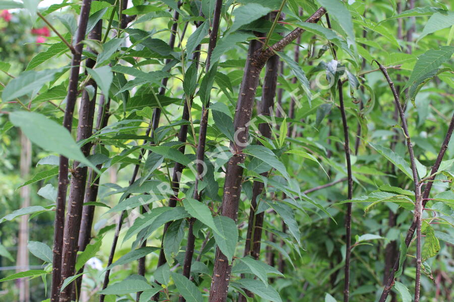 Višeň tibetská 'Branklyn' - Prunus serrula 'Branklyn'