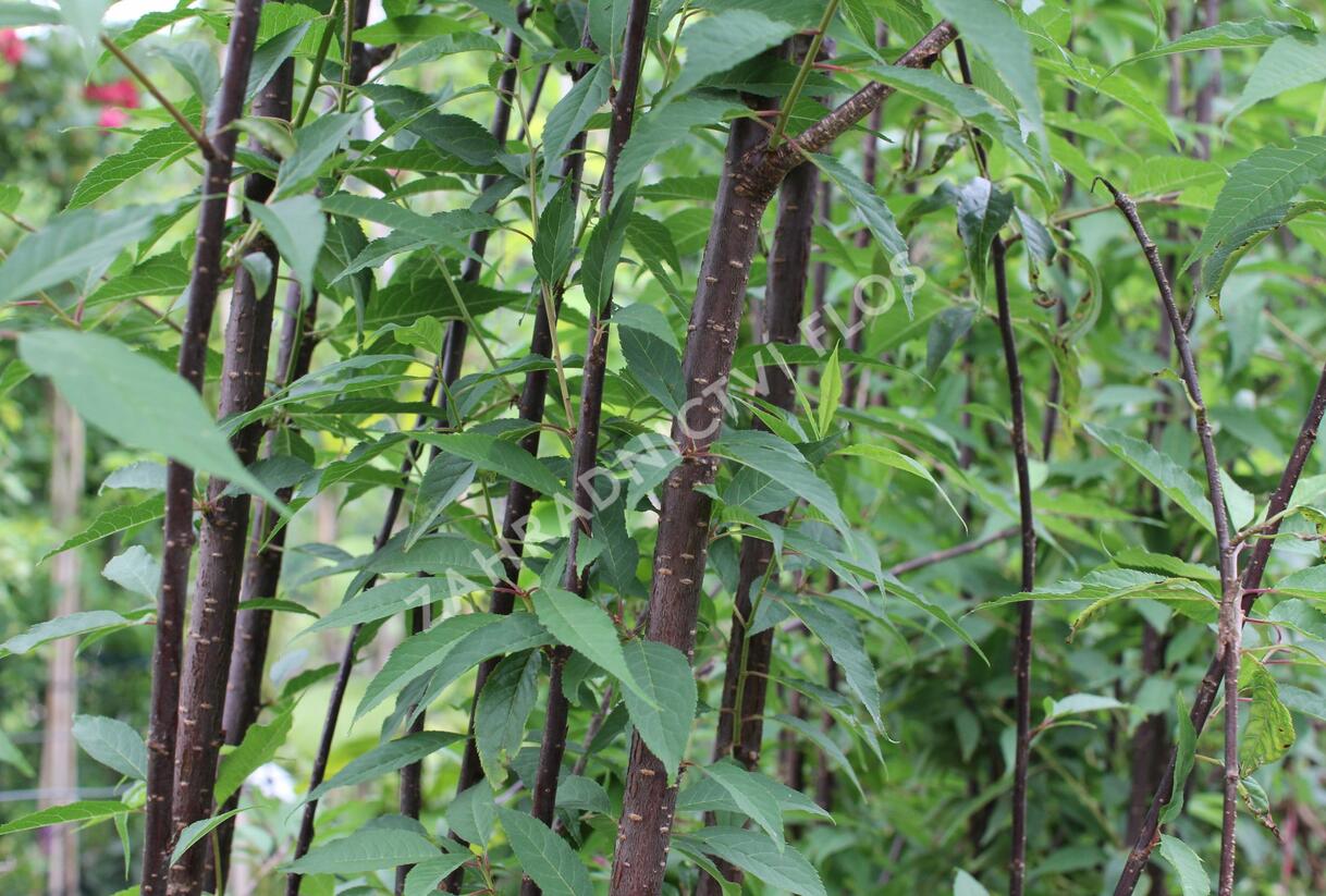 Višeň tibetská 'Branklyn' - Prunus serrula 'Branklyn'