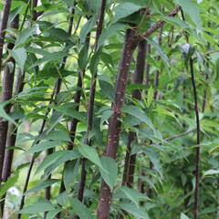 Višeň tibetská 'Branklyn' - Prunus serrula 'Branklyn'