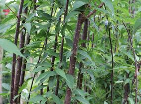 Višeň tibetská 'Branklyn' - Prunus serrula 'Branklyn'