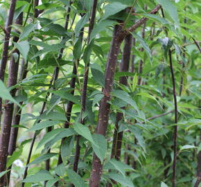 Višeň tibetská 'Branklyn' - Prunus serrula 'Branklyn'