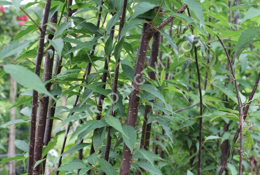 Višeň tibetská 'Branklyn' - Prunus serrula 'Branklyn'
