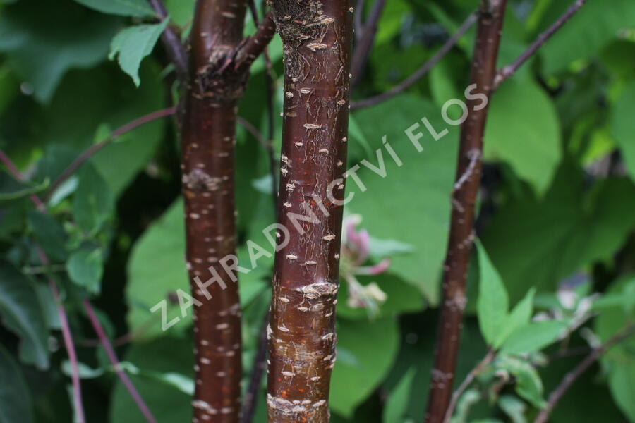 Višeň tibetská 'Branklyn' - Prunus serrula 'Branklyn'
