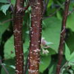 Višeň tibetská 'Branklyn' - Prunus serrula 'Branklyn'