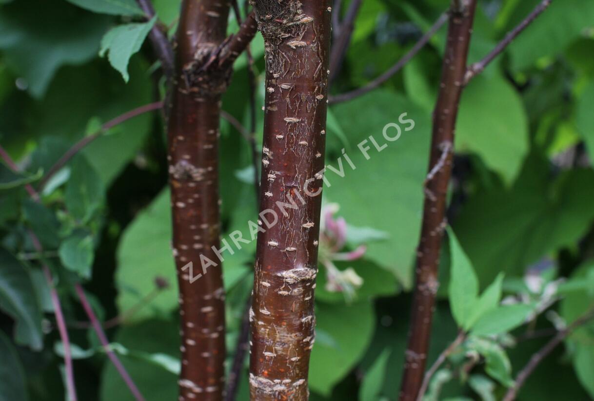 Višeň tibetská 'Branklyn' - Prunus serrula 'Branklyn'