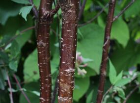 Višeň tibetská 'Branklyn' - Prunus serrula 'Branklyn'