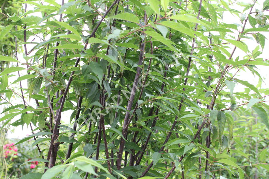 Višeň tibetská 'Branklyn' - Prunus serrula 'Branklyn'