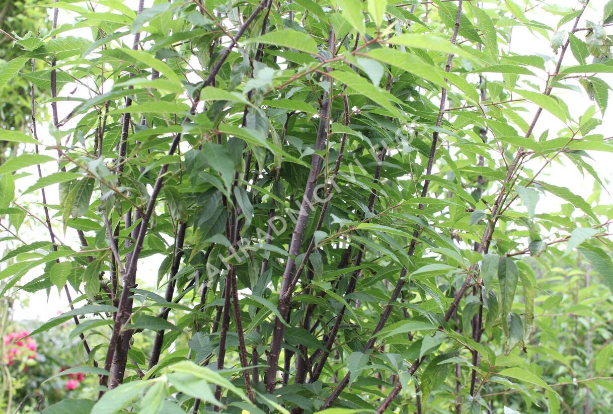 Višeň tibetská 'Branklyn' - Prunus serrula 'Branklyn'