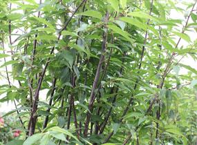 Višeň tibetská 'Branklyn' - Prunus serrula 'Branklyn'