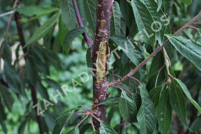 Višeň tibetská - Prunus serrula