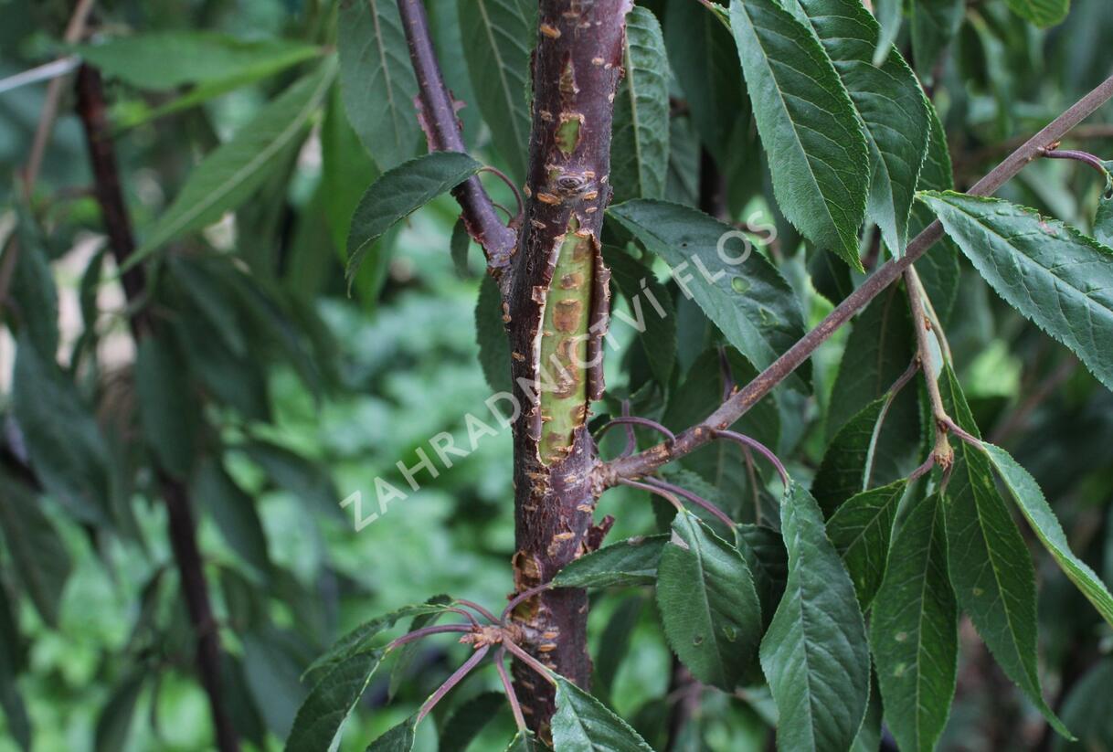 Višeň tibetská - Prunus serrula