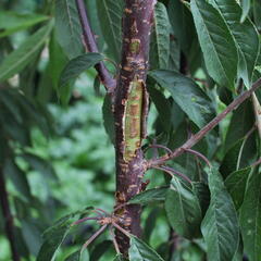 Višeň tibetská - Prunus serrula