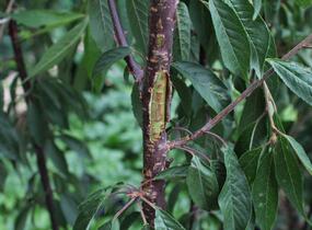 Višeň tibetská - Prunus serrula