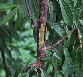 Višeň tibetská - Prunus serrula