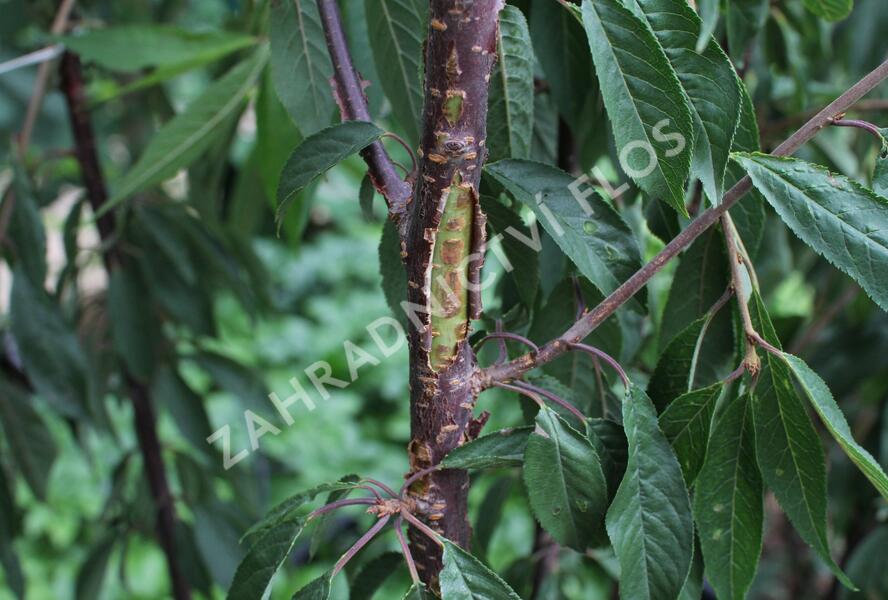 Višeň tibetská - Prunus serrula