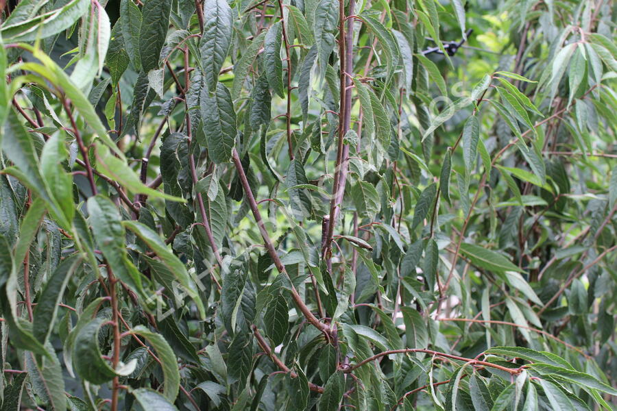 Višeň tibetská - Prunus serrula