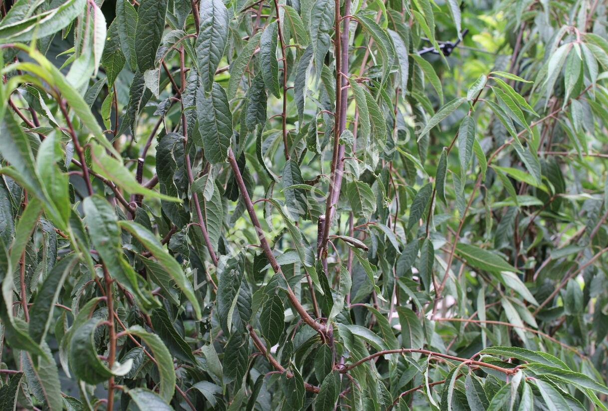 Višeň tibetská - Prunus serrula
