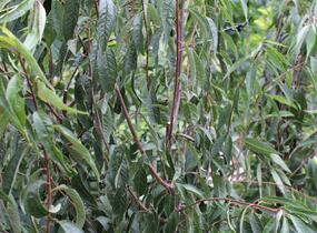Višeň tibetská - Prunus serrula