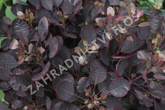 Ruj vlasatá 'Lilla' - Cotinus coggygria 'Lilla'