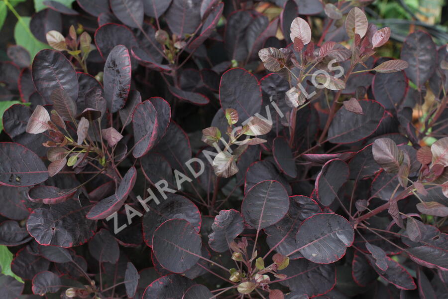 Ruj vlasatá 'Lilla' - Cotinus coggygria 'Lilla'