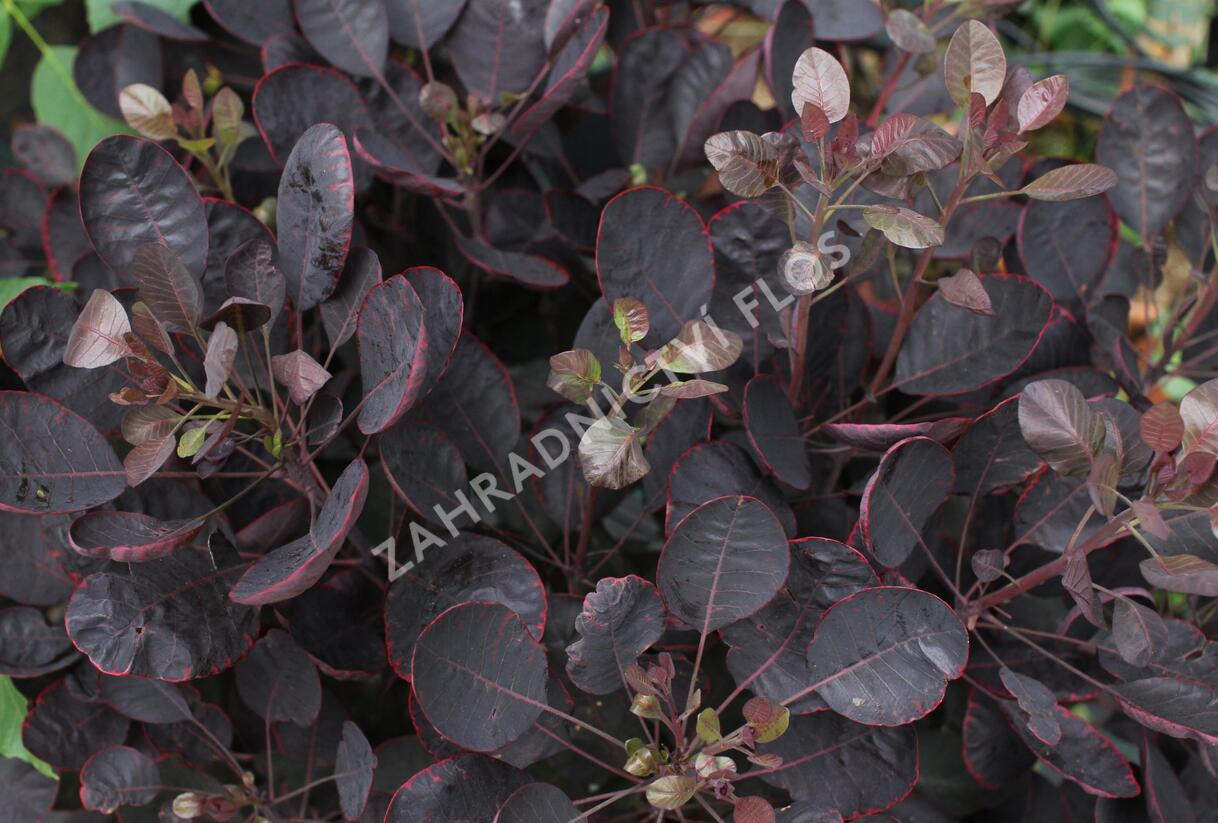 Ruj vlasatá 'Lilla' - Cotinus coggygria 'Lilla'