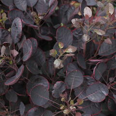 Ruj vlasatá 'Lilla' - Cotinus coggygria 'Lilla'
