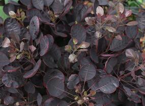 Ruj vlasatá 'Lilla' - Cotinus coggygria 'Lilla'