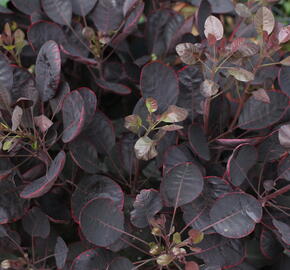 Ruj vlasatá 'Lilla' - Cotinus coggygria 'Lilla'