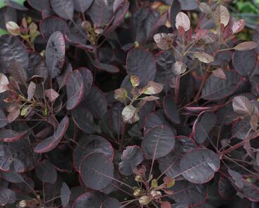 Ruj vlasatá 'Lilla'