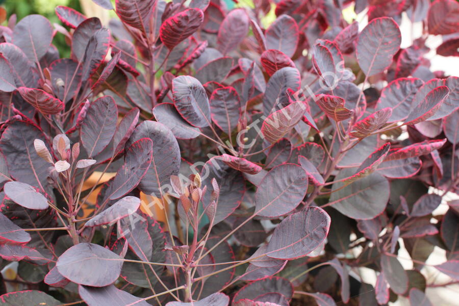 Ruj vlasatá 'Lilla' - Cotinus coggygria 'Lilla'