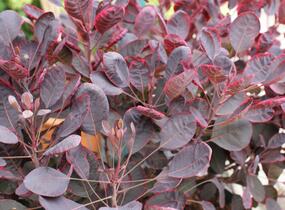 Ruj vlasatá 'Lilla' - Cotinus coggygria 'Lilla'