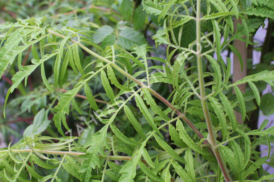 Škumpa orobincová 'Tiger Eyes' - Rhus typhina 'Tiger Eyes'