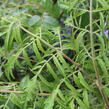 Škumpa orobincová 'Tiger Eyes' - Rhus typhina 'Tiger Eyes'