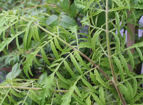 Škumpa orobincová 'Tiger Eyes' - Rhus typhina 'Tiger Eyes'