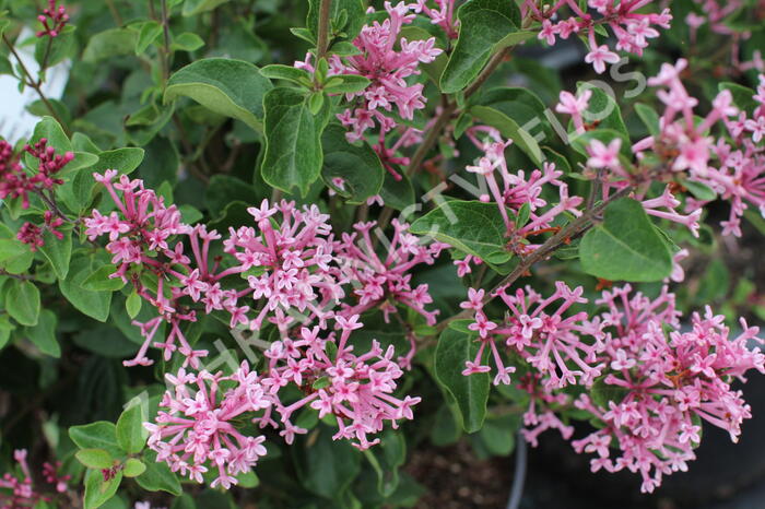 Šeřík 'Bloomerag Pink Parfume' - Syringa 'Bloomerang Pink Parfume'