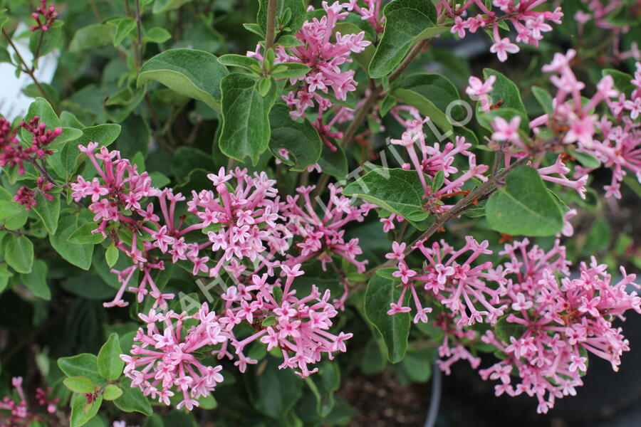 Šeřík 'Bloomerag Pink Parfume' - Syringa 'Bloomerang Pink Parfume'