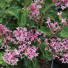 Šeřík 'Bloomerag Pink Parfume' - Syringa 'Bloomerang Pink Parfume'