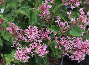 Šeřík 'Bloomerang Pink Parfume' - Syringa 'Bloomerang Pink Parfume'