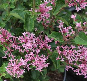 Šeřík 'Bloomerag Pink Parfume' - Syringa 'Bloomerang Pink Parfume'