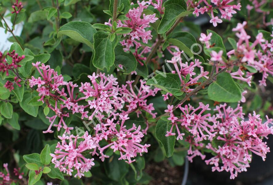 Šeřík 'Bloomerang Pink Parfume' - Syringa 'Bloomerang Pink Parfume'