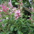 Šeřík 'Bloomerag Pink Parfume' - Syringa 'Bloomerang Pink Parfume'