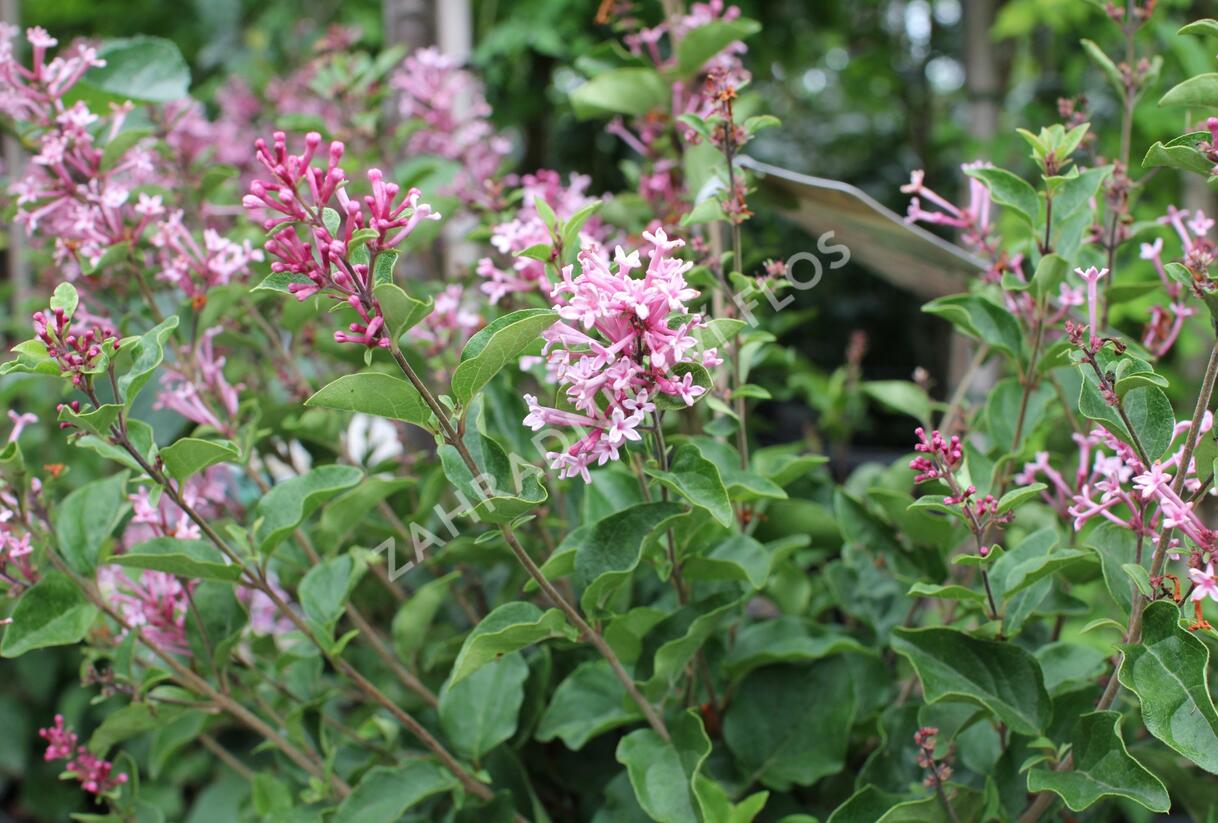 Šeřík 'Bloomerang Pink Parfume' - Syringa 'Bloomerang Pink Parfume'