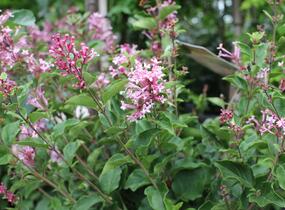 Šeřík 'Bloomerang Pink Parfume' - Syringa 'Bloomerang Pink Parfume'