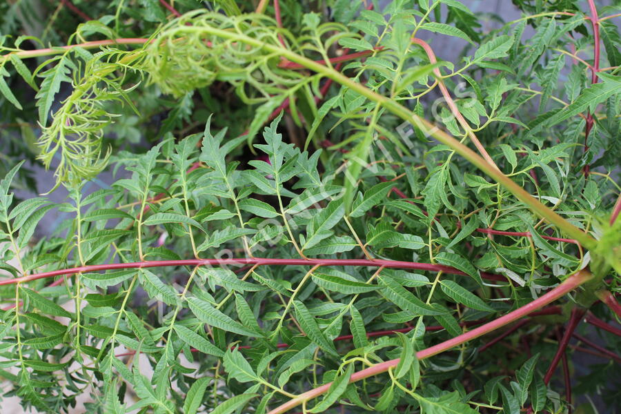 Škumpa 'Lacinata' - Rhus glabra 'Laciniata'