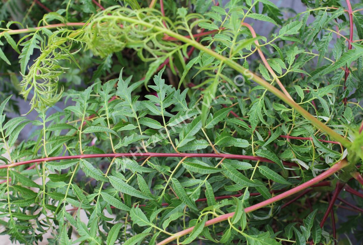 Škumpa 'Lacinata' - Rhus glabra 'Laciniata'