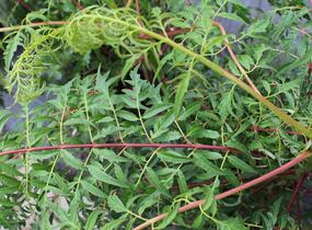 Škumpa 'Lacinata' - Rhus glabra 'Laciniata'