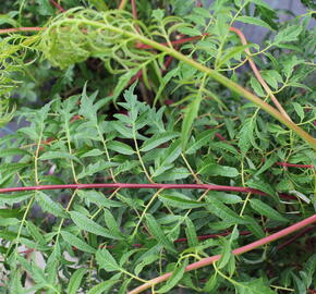 Škumpa 'Lacinata' - Rhus glabra 'Laciniata'