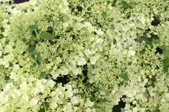 Hortenzie latnatá 'Bobo' - Hydrangea paniculata 'Bobo'
