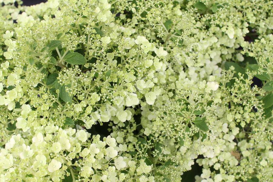 Hortenzie latnatá 'Bobo' - Hydrangea paniculata 'Bobo'